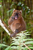 Greater Bamboo Lemur (Prolemur / Haplemur simus) eating the pith of Giant Bamboo. Ranomafana National Park, south east Madagascar.