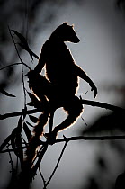 Ring-tailed Lemur (Lemur catta) silhouetted at dawn. Berenty Private Reserve, southern Madagascar.