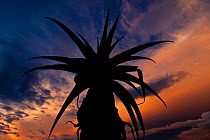 Aloe sp. silhouetted at sunset. Anjampolo Forest, southern Madagascar.