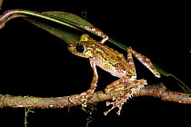 Moss-lichen mimic arboreal frog (Spinomantis fimbriatus) active at night in rainforest understorey. Andasibe-Mantadia National Park, Madagascar.