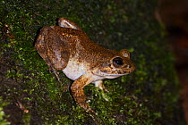 Madagascar Giant Stream frog (Mantidactylus guttulatus) active at night on banks of small stream in rainforest. Andasibe-Mantadia National Park, Madagascar.  (NB-this is Madagascar's largest native f...