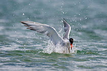 Common tern (Sterna hirundo) fishing for sandeels, Anglesey, Wales, July