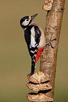 Great spotted woodpecker (Dendrocopos major) perched on branch beside bracket fungus, Warwickshire, UK