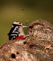 Great spotted woodpecker (Dendrocopos major) pecking at bark, searching for bugs under the bark, Warwickshire, UK