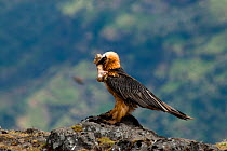 Adult Bearded vulture  (Gypaetus barbatus) picks up bone prior to take-off. Bearded vultures drop bones onto rocks so that they can eat the bone marrow. Simien Mountains, Ethiopia, November