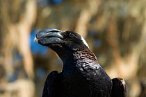 Head portrait of Thick-billed raven (Corvus crassirostris) Simien Mountains, Ethiopia.