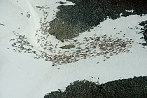 Aerial view of Reindeer (Rangifer tarandus) herd resting on patches of snow to escape mosquitos. Lapland, Finland. July 2007