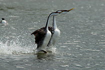 Pair of Western grebes (Aechmophorus occidentalis) running together over the water during their courtship display. Upper Klamath Lake, Oregon, USA, May