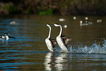 A pair of Western grebes (Aechmorphorus occidentalis) running together over the water during courtship display. Upper Klamath Lake, Oregon, USA.