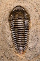 Fossil of a Trilobite (Clymenella / Eohomalonotus sp) from the Ordovician period, Uppermost Llanvirn Series, Rehamna, Morocco. The expanded axial segments and shovel nose snout indicate a burrowing mo...