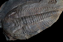Fossil of a trilobite (Paradoxides gracilis Boeck 1827) from the Middle Cambrian period, Jince Formation, P. gracilis zone, Vinice, Jince, Vystrkov, Czech Republic. Pete Lawrance collection.