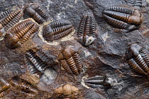 Fossils of Middle Cambrian Trilobites (Ellipsocephalus hoffi) (Schlotheim 1823) from the Jince formation, Mount Konicek, Czech Republic, individuals are about 15mm in length. Pete Lawrance collection.