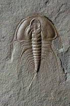 Fossil of a Trilobite (Olenellus / Olenellus gilberti Meek) from the Lower Cambrian period, Chisolm shale, Pioche formation, Half Moon mine, Pioche, Nevada, USA. Pete Lawrance collection