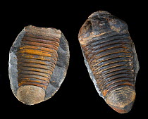 Fossils of Burrowing trilobites (Homalonotus / Trimerus linares) (Salter) from the Middle Devonian period, Patacamaya, Bolivia. The cylindrical body shape plus shovel nose headshield possibly indicate...