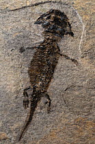 Fossil of the amphibian (Discosauriscus austriacus) Makowsky 1876 from the Lower Permian Period, Boskovice Furrow, Bacov, Czech Republic. Pete Lawrance collection