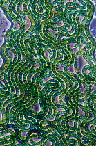 Phase contrast photomicrograph of Blue green alga / Cyanobacteria (Spirulina platensis) each algal filament or Trichome is 5 microns in diameter.