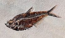 Fossil of the fish (Diplomystus dentatus) from the Eocene period, Green River Formation, Kemmerer, Wyoming, USA. 55 million years old. Composite panorama high resolution image.