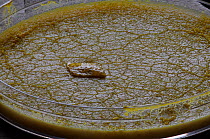 A petri dish contains the Slime mould (Physarum polycephalum) which is growing in culture on nutrient agar.