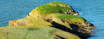 Ynys Lochtyn penninsula, north of Llangranog, Ceredigion, West Wales, UK, composed of Silurian mudstones deposited in the Iapetus Ocean approximately 430 million years ago.