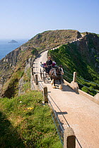 Horse drawn carriage passing along the road on La Coupee, the ridged isthmus joining the main island of Sark to Little Sark, Sark, Channel Isles, UK, 2009