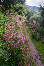 Red Campion (Silene dioica) flowering beside path to Harbour Hill, Sark,Channel Isles, UK, Summer 2009