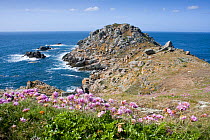 Bec du Nez, the most northern promontory of Sark, with Sea thrift flowering in the foreground, Sark, Channel Isles, UK, Summer 2009