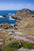 Bec du Nez, the most northern promontory of Sark, with Sea thrift flowering in the foreground, Sark, Channel Isles, UK, Summer 2009