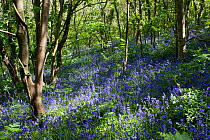 Bluebells flowering in Dixcart Wood, Sark, Channel Isles, UK, spring 2009