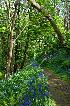 Bluebells  and Wild garlic flowering beside footpath in Dixcart Wood, Sark, Channel Isles, UK, spring 2009