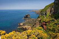 Coastal landscape with gorse and a rusty old piece of metal machinery in the foreground, West coast of Sark, Channel Isles, UK, summer 2009