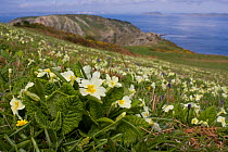 Primroses (Primula vulgaris)  flowering on Gouliot Headland, Sark, Channel Isles, UK, spring 2009