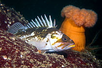 Copper rockfish (Sebastes caurinus) on seabed beside Pulmose anemone, Pacific coast, Canada, August