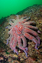 Sunflower sea star (Pycnopodia / Asterias helianthoides) on seabed, Pacific coast, Canada, August