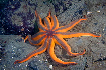 Striped sun star (Solaster stimpsoni) on seabed, Pacific coast, Canada, August