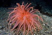 Crimson / Rose sea anemone (Cribrinopsis fernaldi) underwater, Pacific coast, Canada, August