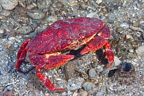 Red rock crab (Cancer productus) Pacific coast, Canada, August