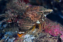 Grunt Sculpin / Pigfish (Rhamphocottus richardsonii)  Pacific coast, Canada, August
