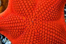 Close up  of skin of Vermillion / Red sea star (Mediaster aequalis)  Pacific coast, Canada, August