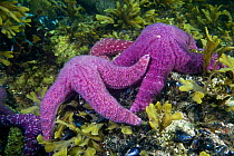 Purple / Ochre sea star (Pisaster ochraceus) Pacific coast, Canada, August