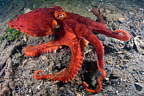 Giant Pacific octopus (Octopus / Enteroctopus dofleini) on seabed, Pacific ocean, Canada, August