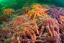 Large group of Sunflower sea stars (Asterias / Pycnopodia helianthoides) covering rock, pacific coast, Canada, August