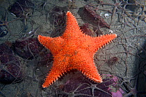 Spiny red star (Hippasteria spinosa) Pacific coast, Canada, August