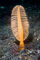 Orange / Gurney's sea pen (Ptilosarcus gurneyi) Pacific coast, Canada, August
