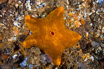 Slime star (Pteraster tesselatus) Pacific coast, Canada, August