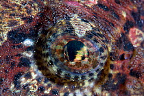 Close up of eye of Buffalo sculpin (Enophrys bison) Pacific coast, Canada, August