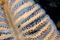 Close up of polyps of Gurney's / Orange sea pen (Ptilosarcus gurneyi) Pacific coast, Canada, August