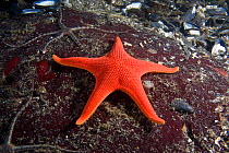 Vermillion / Red sea star (Mediaster aequalis) pacific coast, Canada, August