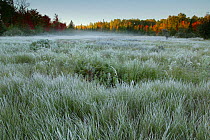 Morning mist over frost covered tall grasses in meadow bordered by autumn coloured trees, Lake Superior, Apostle Islands National Lakeshore, Wisconsin, USA, October 2008