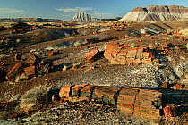 Petrified tree logs and stumps on slopes of badlands with banded sedimentary rock "haystacks" in background, Petrified Forest National Park, Arizona, USA, March 2008