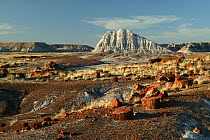 Petrified tree logs and stumps on slopes of badlands with banded sedimentary rock "haystacks" in background, Petrified Forest National Park, Arizona, USA, March 2008